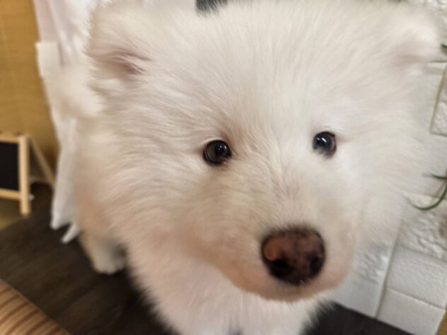 宮城県のサモエド (アミーゴ古川駅前店/2026年1月22日生まれ/女の子/ホワイト)の子犬の3枚目の画像