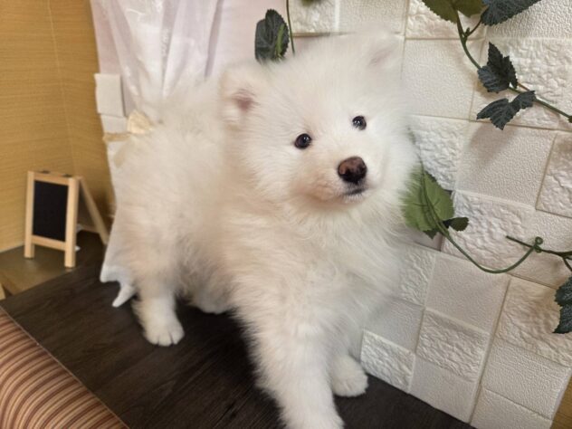 宮城県のサモエド (アミーゴ古川駅前店/2026年1月22日生まれ/女の子/ホワイト)の子犬の1枚目の画像
