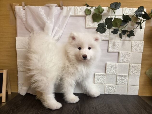 宮城県のサモエド (アミーゴ古川駅前店/2026年1月22日生まれ/女の子/ホワイト)の子犬の2枚目の画像