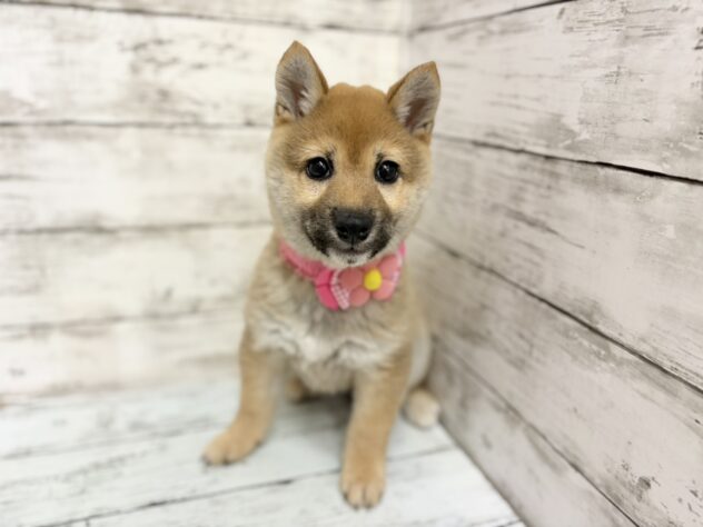 福島県の豆柴 (アミーゴいわき店/2026年1月1日生まれ/女の子/赤)の子犬の2枚目の画像