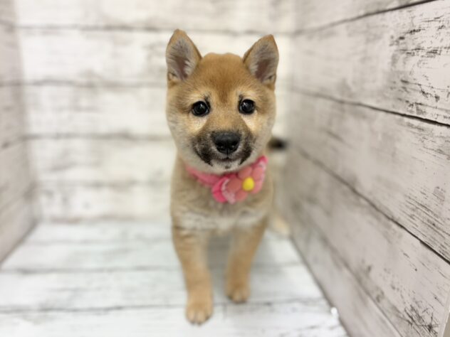 福島県の豆柴 (アミーゴいわき店/2026年1月1日生まれ/女の子/赤)の子犬の1枚目の画像