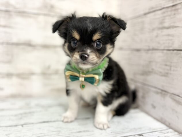 福島県のチワワ(ロング) (アミーゴいわき店/2026年2月2日生まれ/男の子/ブラックタンホワイト)の子犬の2枚目の画像