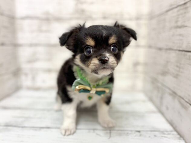 福島県のチワワ(ロング) (アミーゴいわき店/2026年2月2日生まれ/男の子/ブラックタンホワイト)の子犬の1枚目の画像