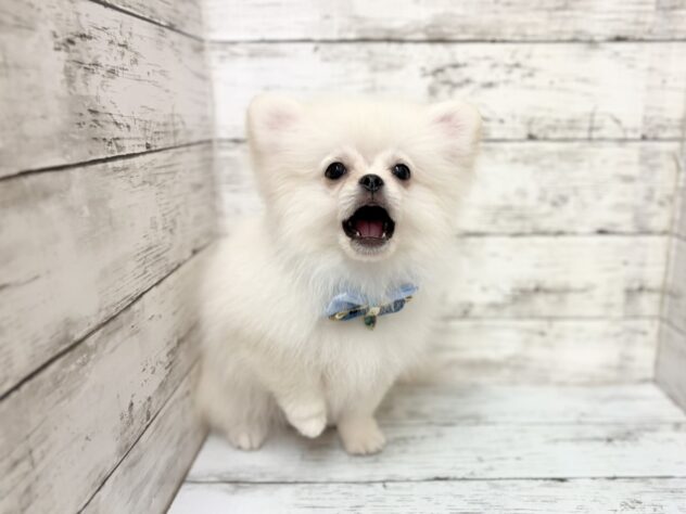 福島県のハーフ犬・ミックス犬 (アミーゴいわき店/2025年12月23日生まれ/男の子/06 ホワイト系)の子犬の3枚目の画像