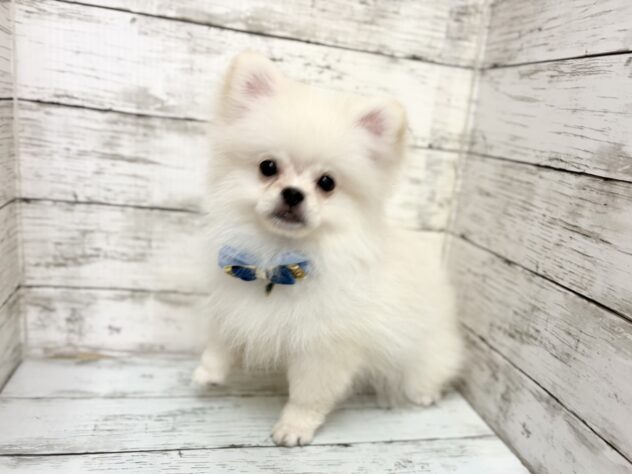 福島県のハーフ犬・ミックス犬 (アミーゴいわき店/2025年12月23日生まれ/男の子/06 ホワイト系)の子犬の2枚目の画像