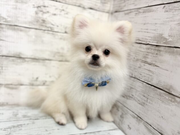 福島県のハーフ犬・ミックス犬 (アミーゴいわき店/2025年12月23日生まれ/男の子/06 ホワイト系)の子犬の1枚目の画像