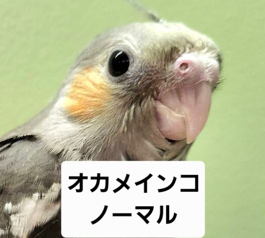 オカメインコ ノーマル | ペットワールド アミーゴ