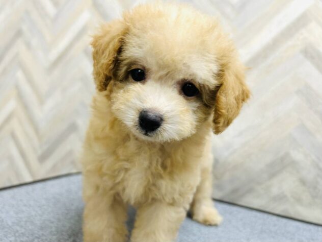 岡山県のハーフ犬・ミックス犬 (アミーゴ水島店/2026年1月31日生まれ/男の子/アプリコット)の子犬の1枚目の画像