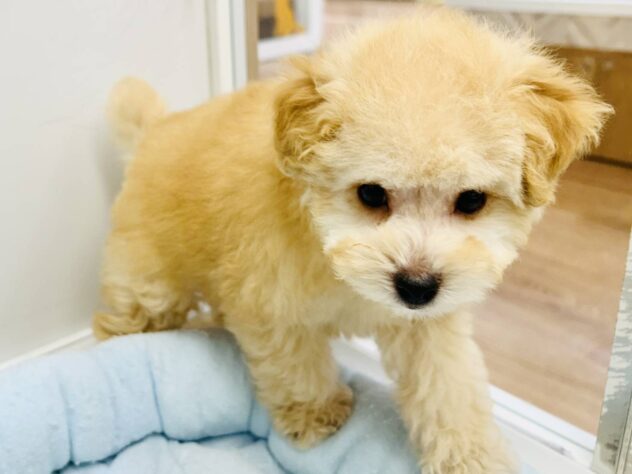 岡山県のトイプードル(トイ) (アミーゴ水島店/2026年1月31日生まれ/男の子/ペールフォーン)の子犬の1枚目の画像