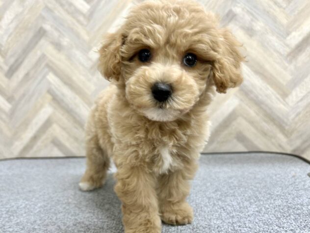 岡山県のハーフ犬・ミックス犬 (アミーゴ水島店/2026年2月3日生まれ/女の子/アプリコット)の子犬の1枚目の画像