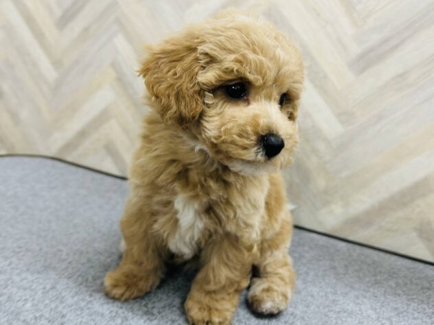 岡山県のハーフ犬・ミックス犬 (アミーゴ水島店/2026年2月3日生まれ/女の子/アプリコット)の子犬の2枚目の画像