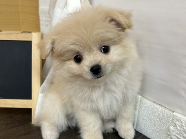 宮城県のハーフ犬・ミックス犬 (アミーゴ古川駅前店/2026年2月6日生まれ/女の子/クリーム)の子犬の1枚目の画像