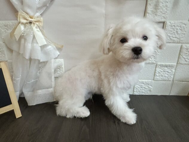 宮城県のマルチーズ (アミーゴ古川駅前店/2025年11月16日生まれ/男の子/ホワイト)の子犬の2枚目の画像