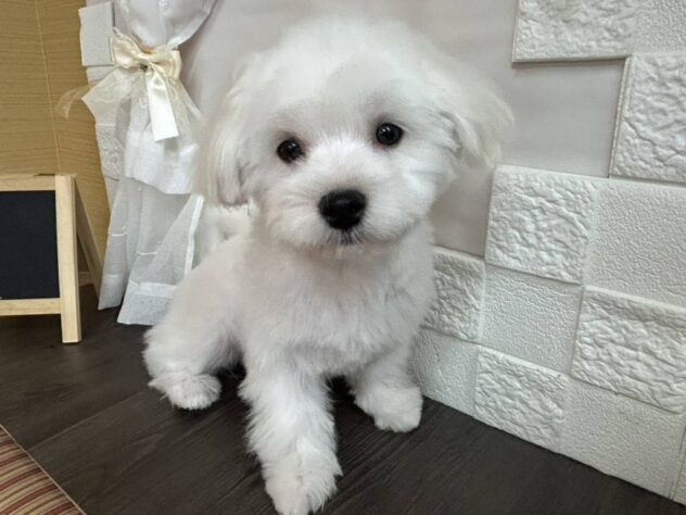 宮城県のマルチーズ (アミーゴ古川駅前店/2025年11月16日生まれ/男の子/ホワイト)の子犬の1枚目の画像