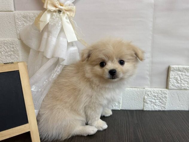 宮城県のハーフ犬・ミックス犬 (アミーゴ古川駅前店/2026年2月6日生まれ/女の子/クリーム)の子犬の2枚目の画像