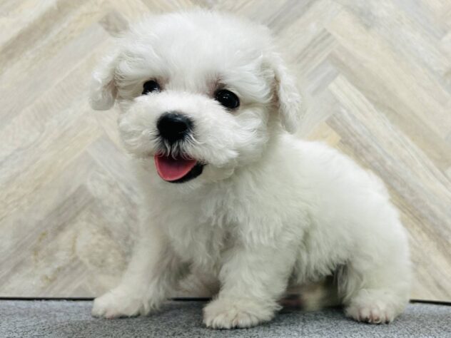 岡山県のビションフリーゼ (アミーゴ水島店/2026年2月2日生まれ/女の子/ホワイト)の子犬の3枚目の画像