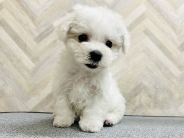 岡山県のビションフリーゼ (アミーゴ水島店/2026年2月2日生まれ/女の子/ホワイト)の子犬の2枚目の画像