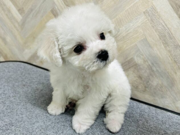 岡山県のビションフリーゼ (アミーゴ水島店/2026年2月2日生まれ/女の子/ホワイト)の子犬の4枚目の画像