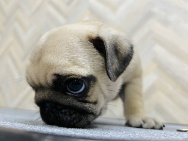岡山県のパグ (アミーゴ水島店/2026年2月9日生まれ/男の子/フォーン)の子犬の3枚目の画像