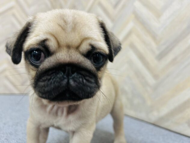 岡山県のパグ (アミーゴ水島店/2026年2月9日生まれ/男の子/フォーン)の子犬の2枚目の画像