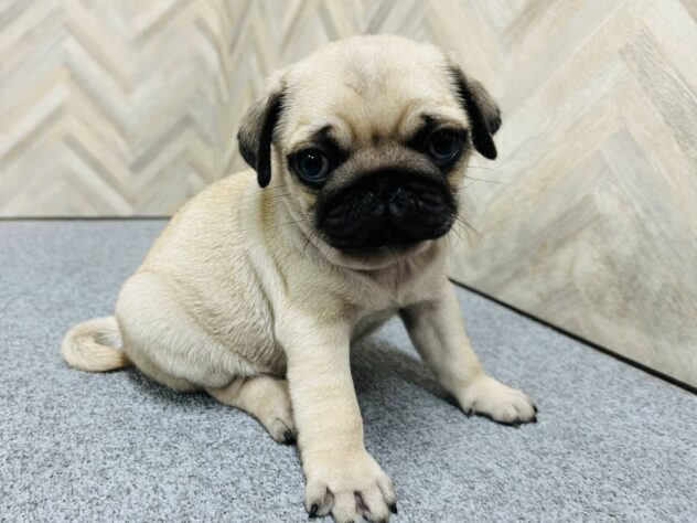 岡山県のパグ (アミーゴ水島店/2026年2月9日生まれ/男の子/フォーン)の子犬の4枚目の画像