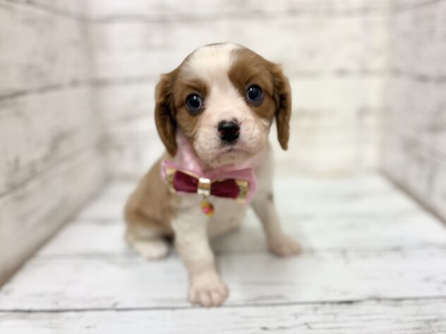 福島県のキャバリアキングチャールズスパニエル (アミーゴいわき店/2026年2月10日生まれ/女の子/ブレンハイム)の子犬の2枚目の画像