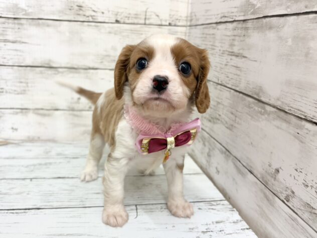 福島県のキャバリアキングチャールズスパニエル (アミーゴいわき店/2026年2月10日生まれ/女の子/ブレンハイム)の子犬の1枚目の画像