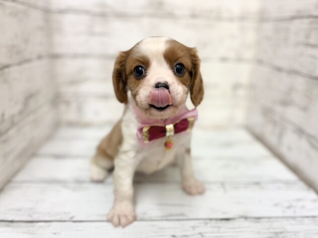 福島県のキャバリアキングチャールズスパニエル (アミーゴいわき店/2026年2月10日生まれ/女の子/ブレンハイム)の子犬の3枚目の画像