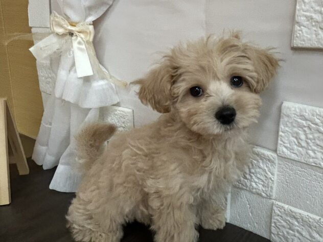 宮城県のハーフ犬・ミックス犬 (アミーゴ古川駅前店/2026年1月18日生まれ/男の子/ホワイトクリーム)の子犬の1枚目の画像