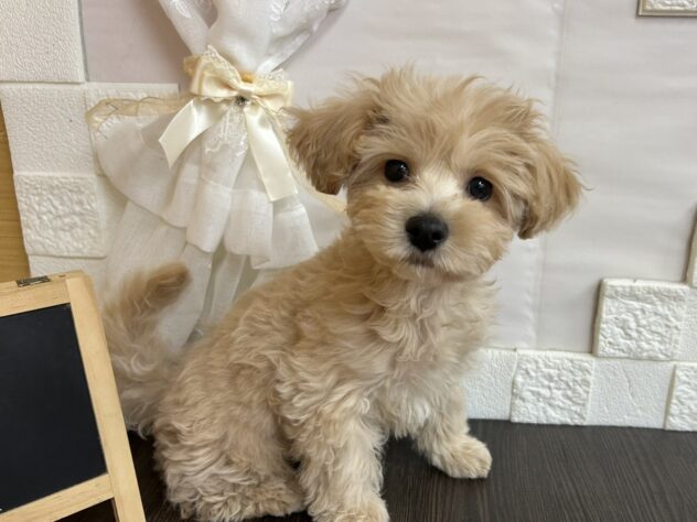 宮城県のハーフ犬・ミックス犬 (アミーゴ古川駅前店/2026年1月18日生まれ/男の子/ホワイトクリーム)の子犬の2枚目の画像