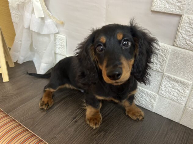 宮城県のミニチュアダックスフンド(ロング) (アミーゴ古川駅前店/2025年12月6日生まれ/男の子/ブラックタン)の子犬の1枚目の画像