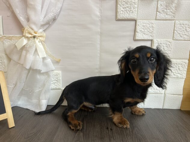 宮城県のミニチュアダックスフンド(ロング) (アミーゴ古川駅前店/2025年12月6日生まれ/男の子/ブラックタン)の子犬の2枚目の画像