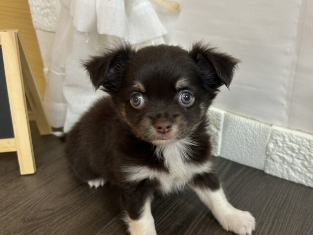 宮城県のチワワ(ロング) (アミーゴ古川駅前店/2026年2月10日生まれ/女の子/チョコレートタンホワイト)の子犬