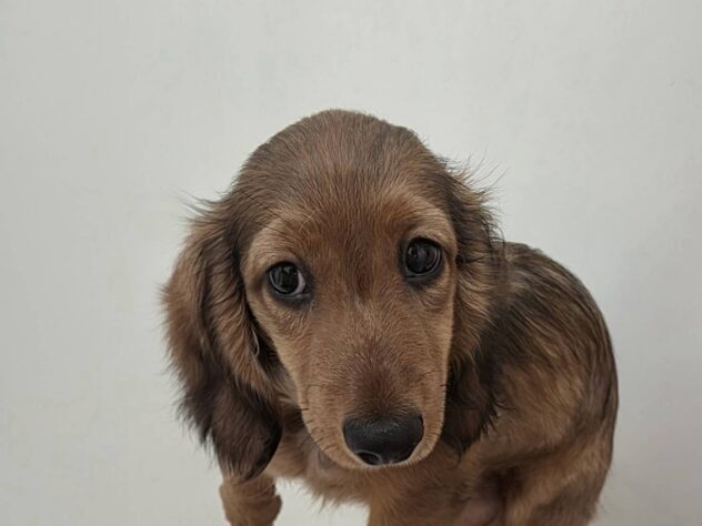 山形県のミニチュアダックスフンド(ロング) (アミーゴ米沢店/2026年1月2日生まれ/男の子/レッド)の子犬