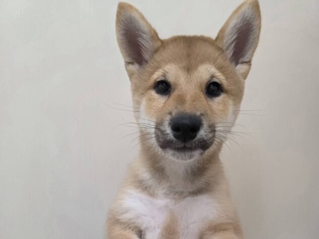 山形県の柴犬(標準サイズ) (アミーゴ米沢店/2025年12月23日生まれ/男の子/レッド)の子犬