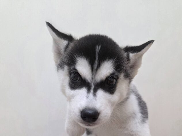 山形県のシベリアンハスキー (アミーゴ米沢店/2026年2月11日生まれ/女の子/ブラックホワイト)の子犬