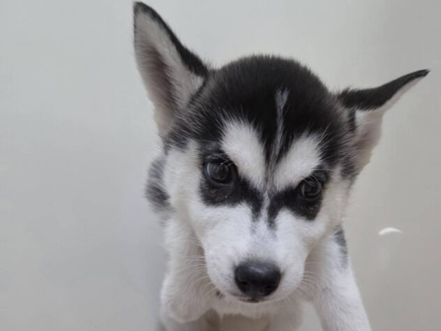 山形県のシベリアンハスキー (アミーゴ米沢店/2026年2月11日生まれ/女の子/ブラックホワイト)の子犬の2枚目の画像