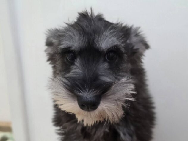 山形県のミニチュアシュナウザー (アミーゴ米沢店/2025年12月31日生まれ/男の子/ソルトペッパー)の子犬