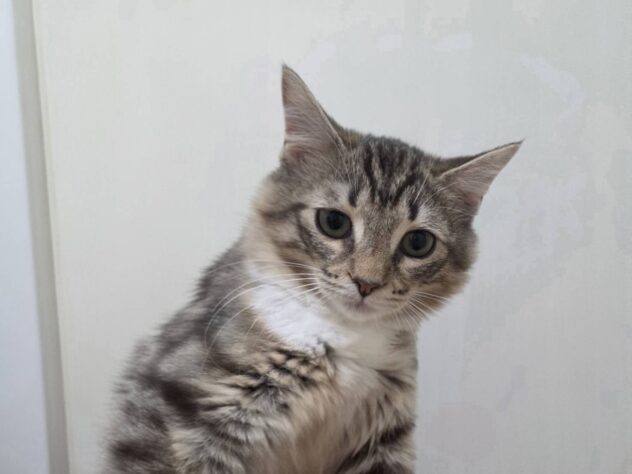 山形県のノルウェージャンフォレストキャット (アミーゴ米沢店/2026年1月12日生まれ/女の子/ブラウンタビーホワイト)の子猫の2枚目の画像