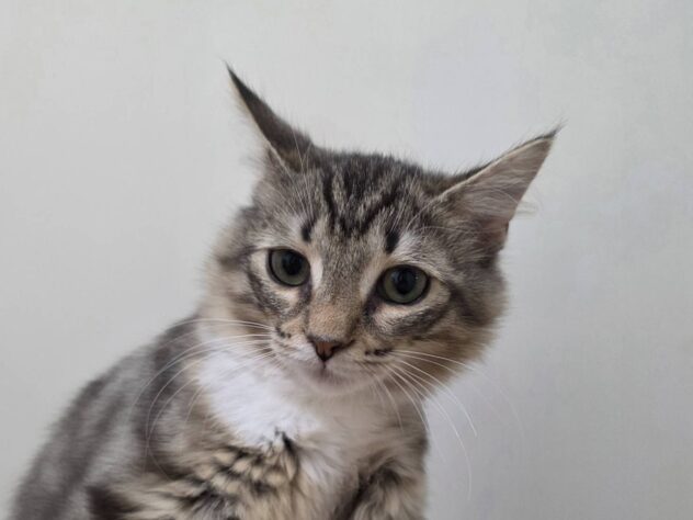 山形県のノルウェージャンフォレストキャット (アミーゴ米沢店/2026年1月12日生まれ/女の子/ブラウンタビーホワイト)の子猫の1枚目の画像