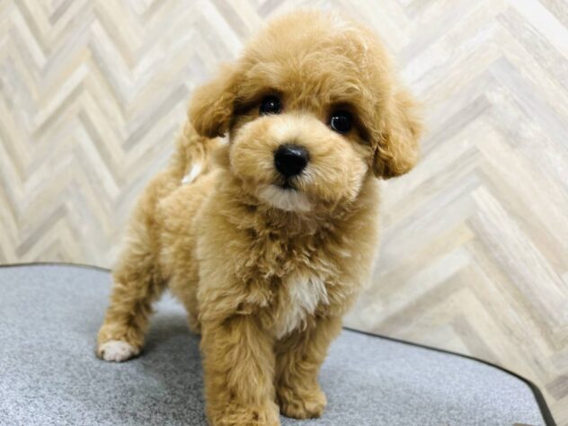 岡山県のハーフ犬・ミックス犬 (アミーゴ水島店/2026年2月3日生まれ/女の子/アプリコット)の子犬の3枚目の画像