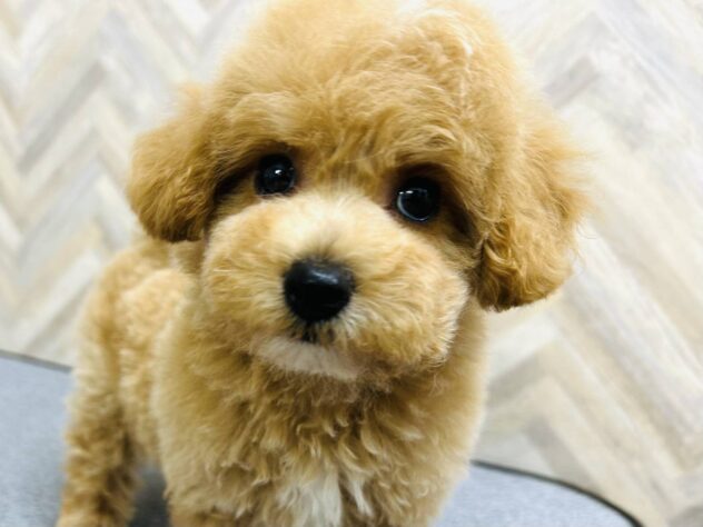 岡山県のハーフ犬・ミックス犬 (アミーゴ水島店/2026年2月3日生まれ/女の子/アプリコット)の子犬の2枚目の画像