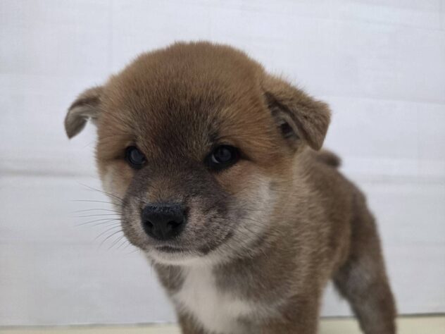 山形県の柴犬(標準サイズ) (アミーゴ米沢店/2026年2月14日生まれ/男の子/赤)の子犬