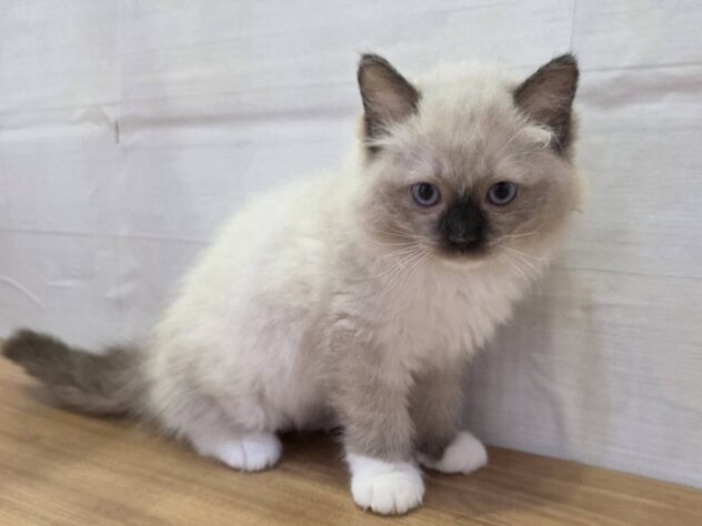 山形県のラグドール (アミーゴ米沢店/2026年2月15日生まれ/男の子/シールポイント)の子猫