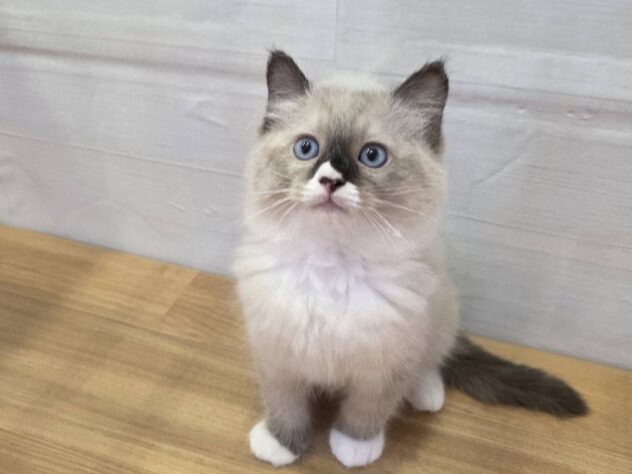 山形県のラグドール (アミーゴ米沢店/2026年2月15日生まれ/男の子/シールポイントミテッド)の子猫