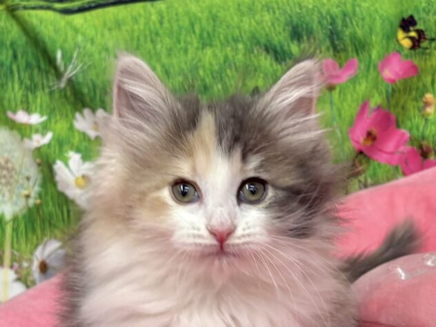 和歌山県のノルウェージャンフォレストキャット (アミーゴ和歌山太田店/2026年2月17日生まれ/女の子/ブルーパッチドタビーホワイト)の子猫