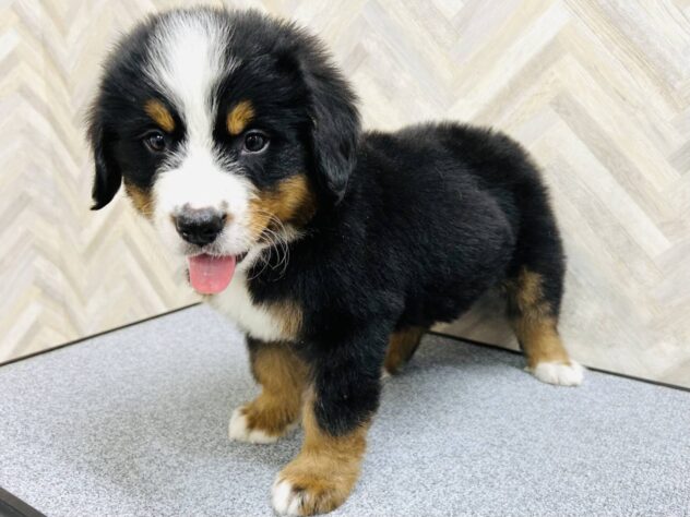 岡山県のバーニーズマウンテンドッグ (アミーゴ水島店/2026年2月12日生まれ/男の子/ブラックラストホワイト)の子犬の4枚目の画像