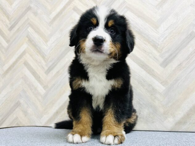 岡山県のバーニーズマウンテンドッグ (アミーゴ水島店/2026年2月12日生まれ/男の子/ブラックラストホワイト)の子犬の3枚目の画像