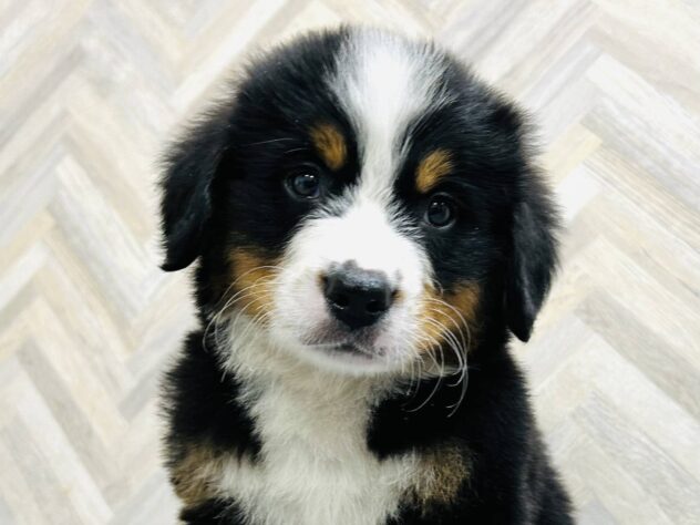 岡山県のバーニーズマウンテンドッグ (アミーゴ水島店/2026年2月12日生まれ/男の子/ブラックラストホワイト)の子犬の2枚目の画像