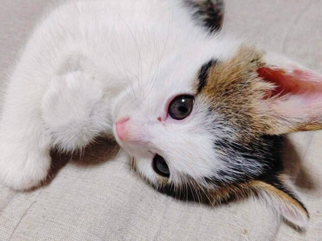 特攻隊長 メタトロニオス